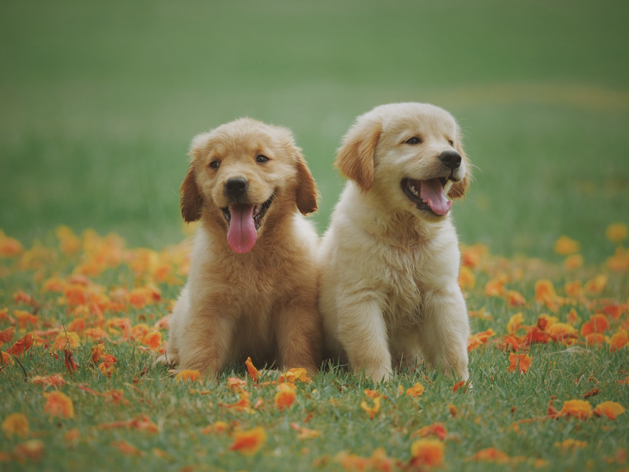 adorable animal breed
